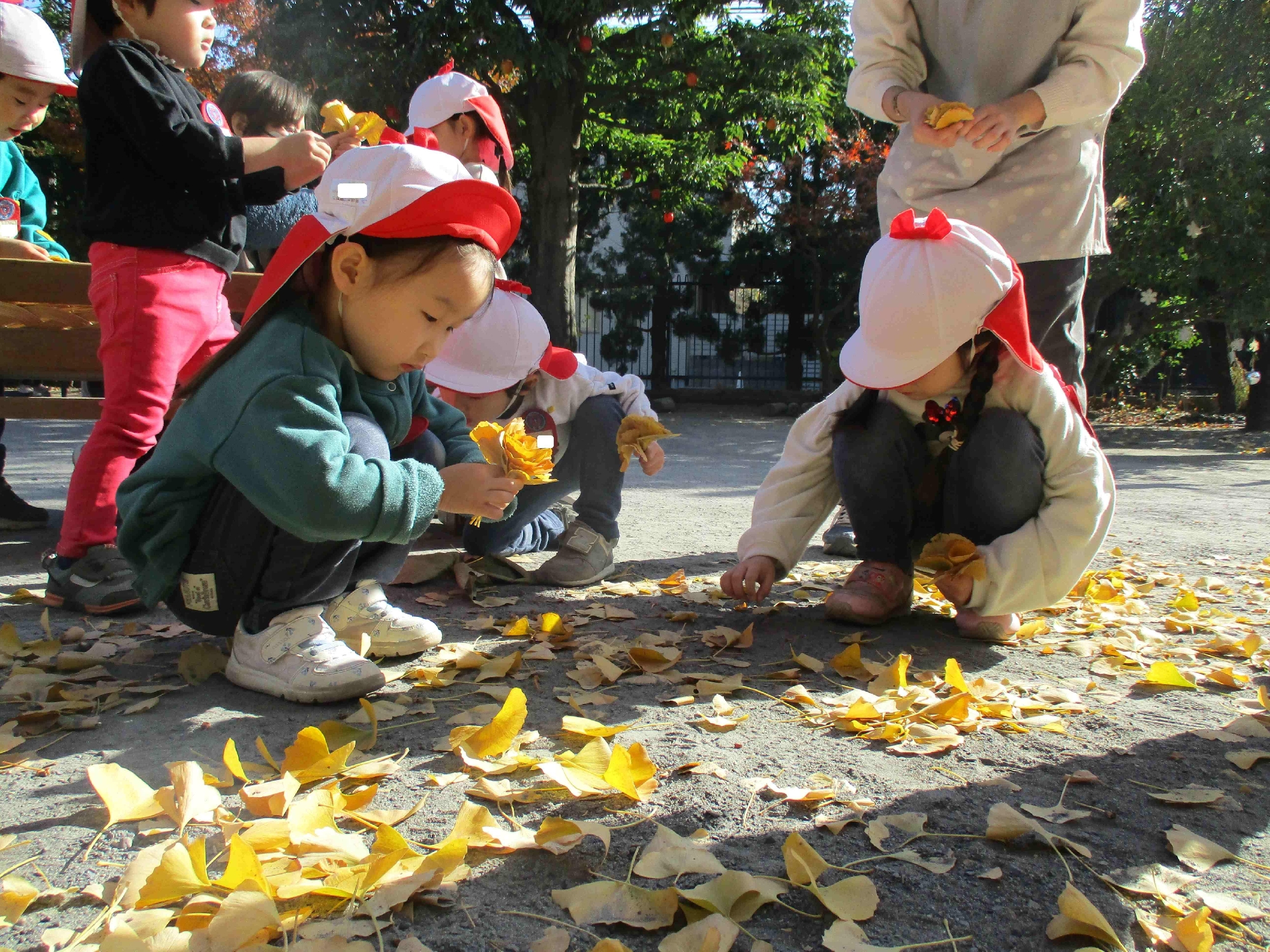 「落ち葉がいっぱい！」のブログをアップしました