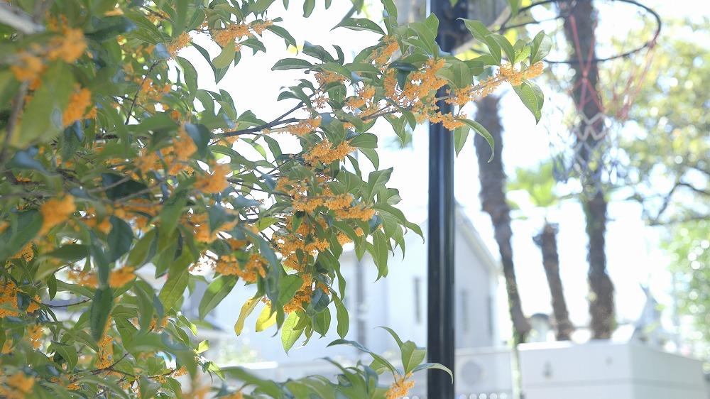 季節の移り変わりを感じる木々